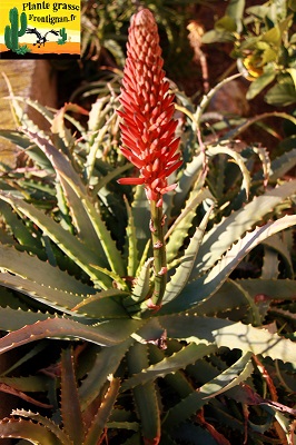 Aloe arborescens