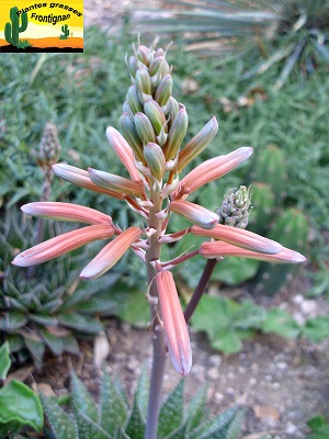 Aloe aristata