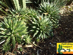 Aloe aristata