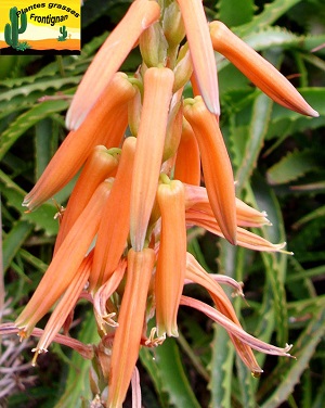 Aloe brevifolia var depressa