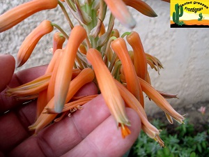 Aloe brevifolia var postgenita