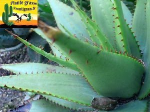 Aloe broomii