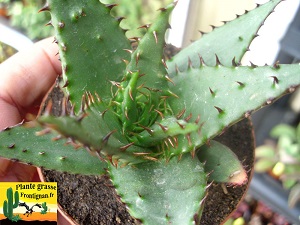 Aloe broomii bouture