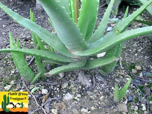 Aloe bussei