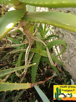 Aloe cameronii