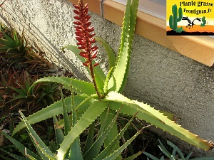 Aloe cameronii