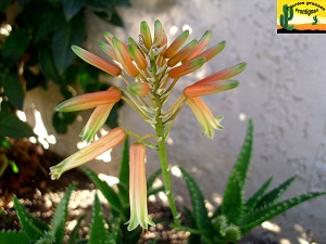 Aloe concinna