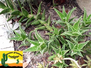 Aloe concinna