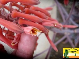 Aloe grandidentata