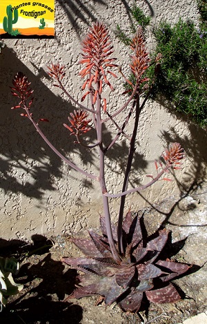 Aloe grandidentata