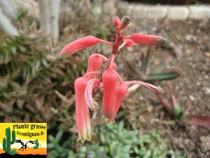 Aloe juvenna