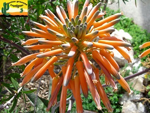 Aloe saponaria