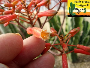 Aloe striata