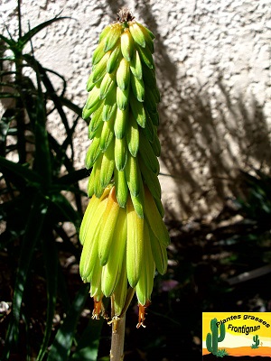 Aloe striatula