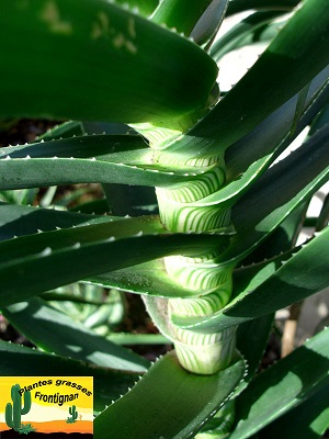 Aloe striatula