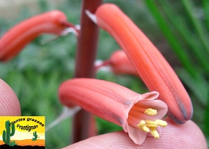 Aloe variegata