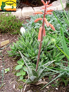 Aloe variegata