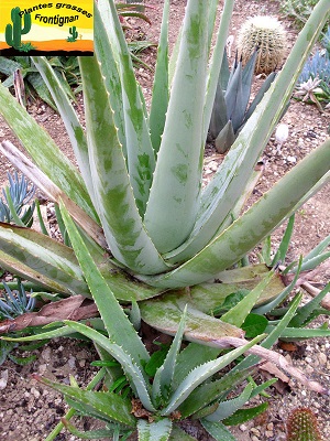 Aloe vera