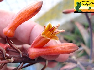 Aloe zebrina