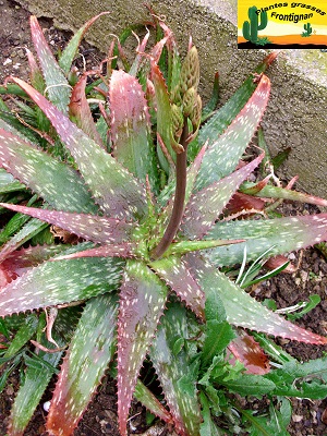 Aloe zebrina