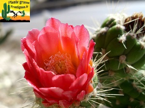 Autrocylindropuntia cylindrica