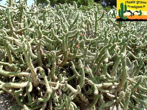 Autrocylindropuntia cylindrica