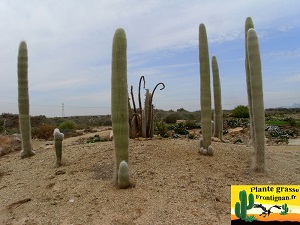 Cephalocereus senilis