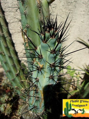 Cereus aethiops