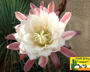 Cereus aethiops