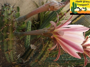Cereus aethiops