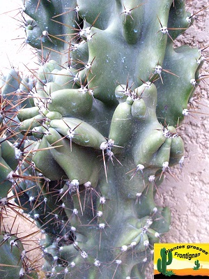 Cereus peruvianus var monstruosus