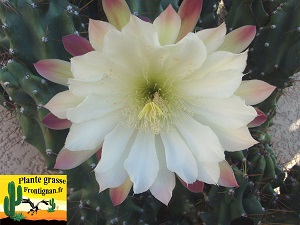 Fleur de Cereus peruvianus var monstruosus