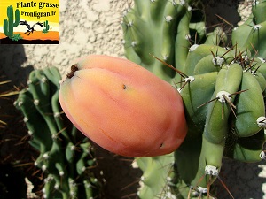 Cereus peruvianus