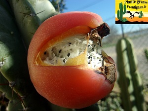 Fruit de Cereus peruvianus