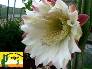 Cereus peruvianus