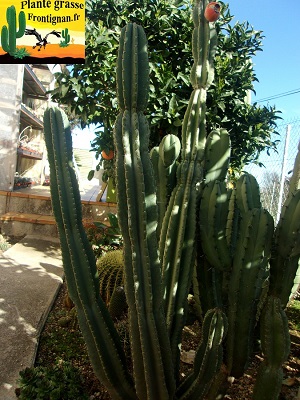 Cereus peruvianus