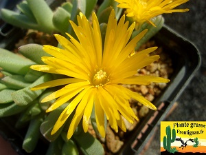 Cheiridopsis caroli schmidtii
