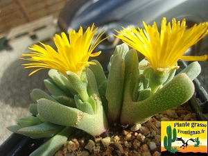 Cheiridopsis caroli schmidtii