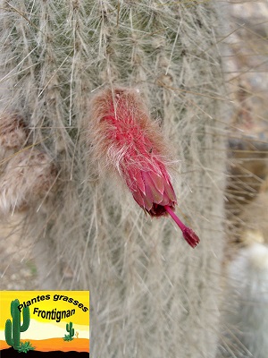 Cleistocactus strausii