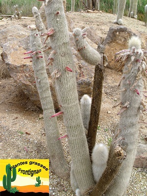 Cleistocactus strausii