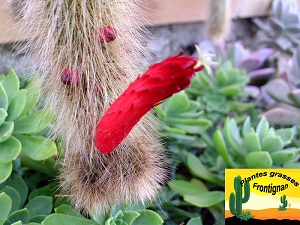 Cleistocactus vulpis cauda fleur
