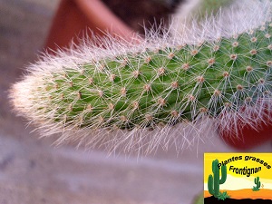 Cleistocactus vulpis cauda