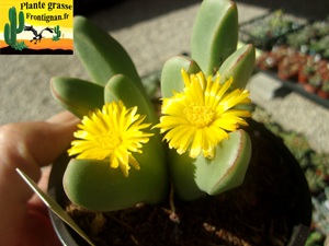 Conophytum bilobum
