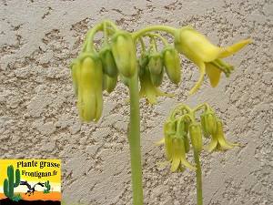 Cotyledon Coral