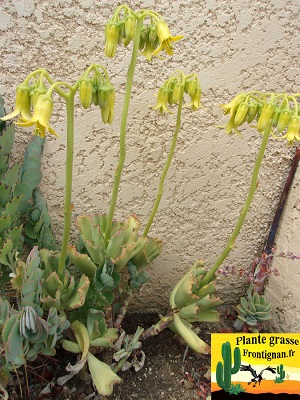 Cotyledon Coral