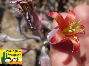 Cotyledon orbiculata Mucronata