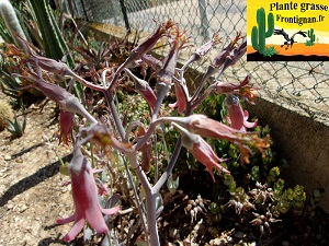 Cotyledon orbiculata Mucronata