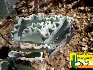 Cotyledon orbiculata Mucronata