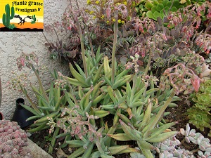 Cotyledon jardin mediterraneen