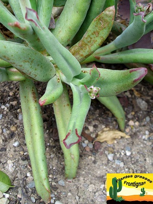 Cotyledon orbiculata Octopus